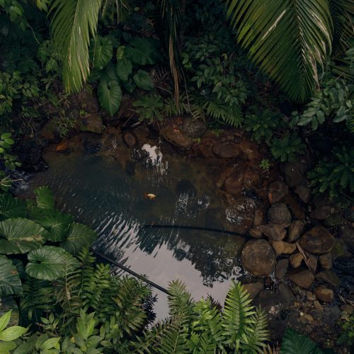 pexels photo 2091393 2091393 A serene view of a tropical stream surrounded by lush greenery and rocks in Guadeloupe.